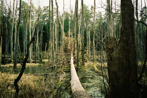 Swamp