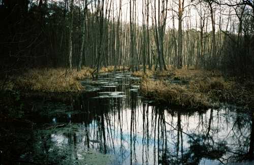 Swamp