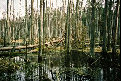 Swamp